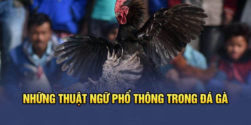 Những thuật ngữ phổ thông trong đá gà 