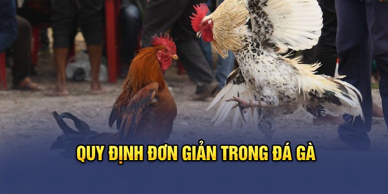 Quy định đơn giản trong đá gà